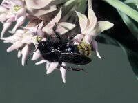Image result for Bombus campestris
