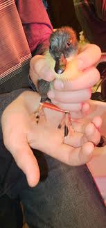 Might not have wings or feathers but this is absolutely a dragon. Right?!