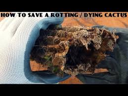 Whether you want to save money or be more environmentally friendly (or just love being crafty), you can avoid. How To Save A Rotting Dying Cactus 100 Sure Result Youtube