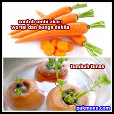Wortel dan bunga dahlia *wortel *bunga dahlia. Ciri Ciri Umbi Akar Dan Contohnya Pak Mono