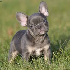 European french bulldogs also have better tolerance for heat as well as cold, thus they are perfect dogs for virtually any climate, whether it is south florida tropical or alaska arctic. French Bulldog Puppies For Sale Frenchie Puppies Greenfield Puppies