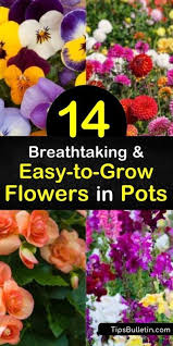 Maybe you would like to learn more about one of these? 14 Breathtaking And Easy To Grow Flowers In Pots Easy To Grow Flowers Easiest Flowers To Grow Growing Flowers