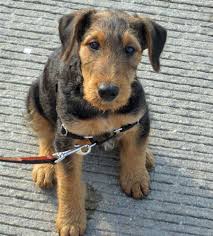 Airedale puppies for sale alberta. Bogart The Airedale Terrier Airedale Terrier Puppies Cute Puppy Names Airedale Terrier