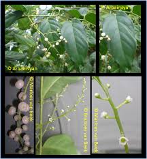 Image result for Maesa