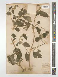 Image result for Croton megalobotrys