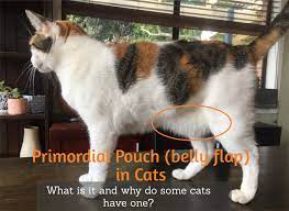Primordial Pouch Cat Belly Flap What Is It Cat World Primordial Pouch Cats Cat Facts