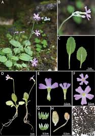 Image result for Primulaceae