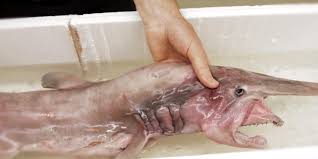 The goblin shark, who, let's be honest, might be the ugliest shark out there. Goblin Shark At Australian Museum Business Insider