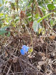 Image result for Vigna racemosa