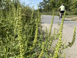 Someone with terrible style(some clothes are 10+ years old) and smokes pot obsessively. Massachusetts Ragweed Season Expected To Be Bad This Fall
