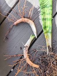 Root rot is a disease in plants, in which the roots of a plant rot and decay. How To Propagate Snake Plants 5 Methods I Ve Tested Myself
