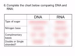 Some of the worksheets displayed are dna and replication work, dna replication work, dna replication work, chapter 9 dna the, honors biology ninth grade pendleton high school, dna review work answer key, lesson plan dna structure, work 1. Dna Replication And Protein Synthesis Quizlet