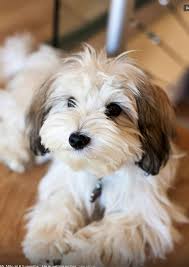 We pair havanese breeders with great folks like you. Havanese Origin Western Mediterranean Region Kc Toy Akc Toy Havanese Puppies Havanese Dogs Havanese