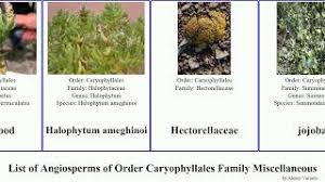 Image result for Limeum argute-carinatum