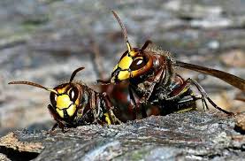 Einmal in der wohnung, nisten sich die tierchen in dunklen ecken, teppichen, polstermöbeln etc. Insekten Im Rems Murr Kreis Die Falken Unter Den Wespen Rems Murr Kreis Stuttgarter Zeitung