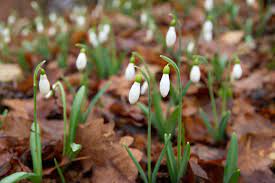 Snowdrop Flower Meaning Flower Meaning