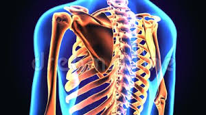 As part of the bony thorax, the ribs protect the internal thoracic organs. 3d Illustration Of Human Body Rib Cage Anatomy Stock Footage Video Of Protects Core 136041992