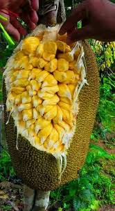 It is evident that kerala is the highest producer of this fruit in the world. Pin On Yummi Kerala