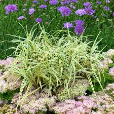 Image result for Carex sp.no.1