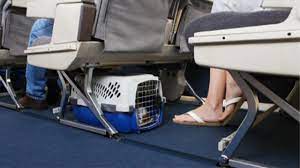 How long before flight should you feed dog? Travel For Animals