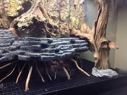 65 Gallon Paludarium Build Dendroboard Vivarium Reptile Terrarium Reptile Room