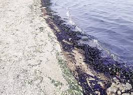 تلوث بترولى على شاطئ خليج السويس وإجراءات عاجلة لإزالة بقعة الزيت المصري اليوم