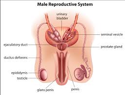 The head or glans is at the end of the shaft. Male Anatomy Below Your Belt