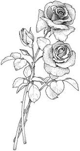 Desenhos Para Colorir Colorir Rosas 17 Gif 450 846 Rose Sketch Roses Drawing Flower Drawing