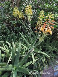 Image result for Eriocaulon bongense