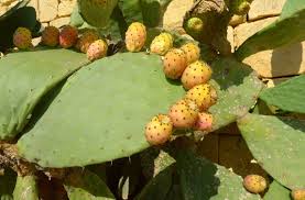 Endemic species are plants and animals that exist only in one geographic region. Appreciating Indigenous And Endemic Plants Universe Of Faith