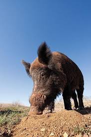 Corn is a good staple for the bait, as it is inexpensive, readily available and a favorite food of hogs. A Plague Of Pigs In Texas Science Smithsonian Magazine