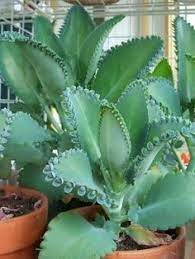 Kalanchoe Laetivirens Mother Of Thousands World Of Succulents Succulents Plants Unusual Plants