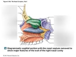 Learn vocabulary, terms and more with flashcards, games and other study tools. A P Nasal Complex Labeling Diagram Quizlet