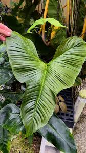 Image result for Disperis johnstonii