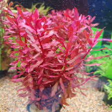 Image result for Nesaea aspera