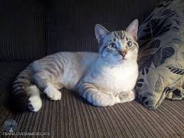 What Is A Lynx Point Siamese Cat Siamese Cat Spot Siamese Cats Blue Point Cats Baby Cats