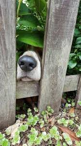 Snouts Tiere Hund Basset Hund Niedliche Hunde