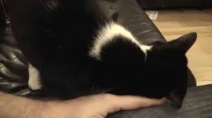 Your cat jumps into your lap, and instead of getting cozy, she bops her head against your chin, cheek, or forehead. Cat Keeps Head Butting Me And So Vocal Why Do Cats Do This Youtube