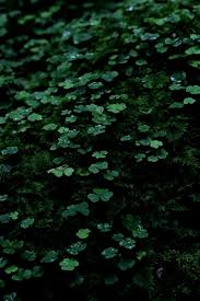 See more ideas about shades of green, emerald, green aesthetic. New Post On Nicchessa Dark Green Aesthetic Slytherin Aesthetic Green Aesthetic