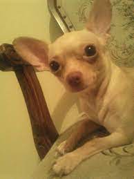 My Chihuahua Dog Chihuahua Dogs Chihuahua Dogs