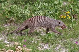 Banded Mongoose Wikipedia