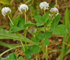 Image result for Trifolium isthmocarpum