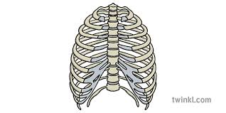 Over 200 angles available for each 3d object, rotate and download. Rib Cage Ilustracao Twinkl