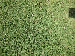 Image result for Digitaria bidactyla