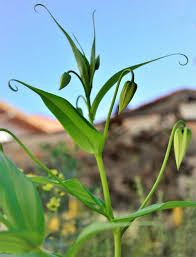 Image result for Gloriosa