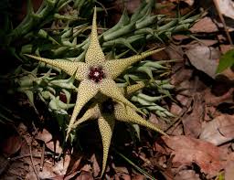 Image result for Orbea caudata