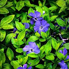 Image result for Vinca minor