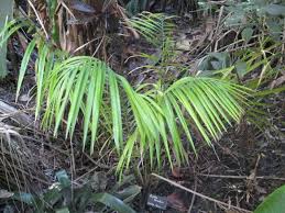 Image result for Raphia ruwenzorica