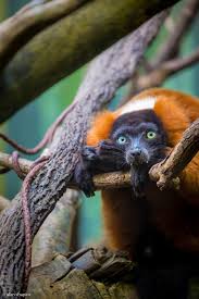 Alan Shapiro Photography Animals Beautiful Lemur Animals Wild