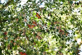 2021 Fellowship Program